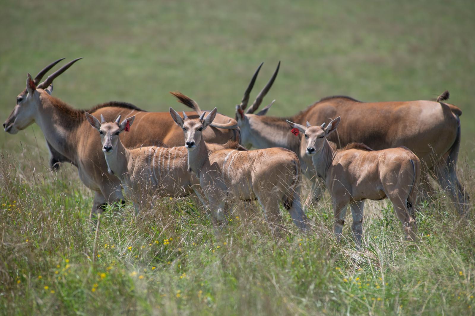 Eland | The Wilds